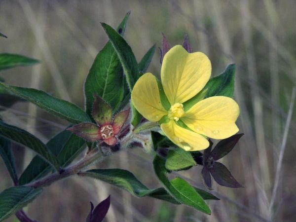 Ludwigia L. octovalvis
Mexican Primrose-willow (Eng)
Trefwoorden: Plant;Onagraceae;Bloem;geel