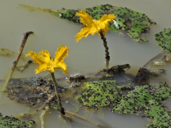 Nymphoides; N. aurantiaca
Snowflake Lily (Eng)
Trefwoorden: Plant;Menyanthaceae;Bloem;geel;waterplant