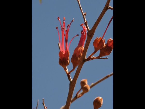 Bauhinia cunninghamii
Jigal Tree, Kimberley Bauhinia (Eng)
Trefwoorden: Plant;Boom;Fabaceae;Bloem;rood