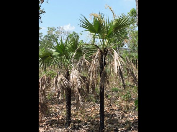Livistona humilis
Sand Palm (Eng)
Trefwoorden: Plant;Boom;Arecaceae
