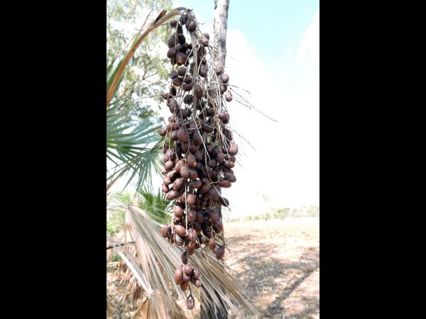 Livistona humilis
Sand Palm (Eng) - fruits
Trefwoorden: Plant;Boom;Arecaceae;vrucht