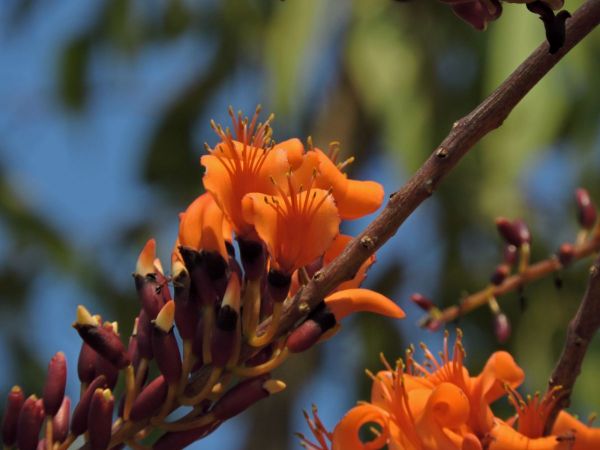 Erythrina vespertilio
Bat's Wing Coral Tree (Eng)
Trefwoorden: Plant;Boom;Fabaceae;Bloem;oranje