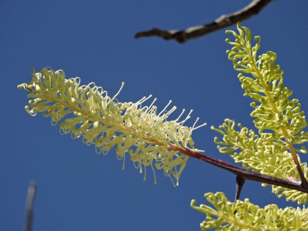 Grevillea mimosoides
Caustic Bush, Tar Grevillea (Eng)
Trefwoorden: Plant;Proteaceae;Bloem;wit