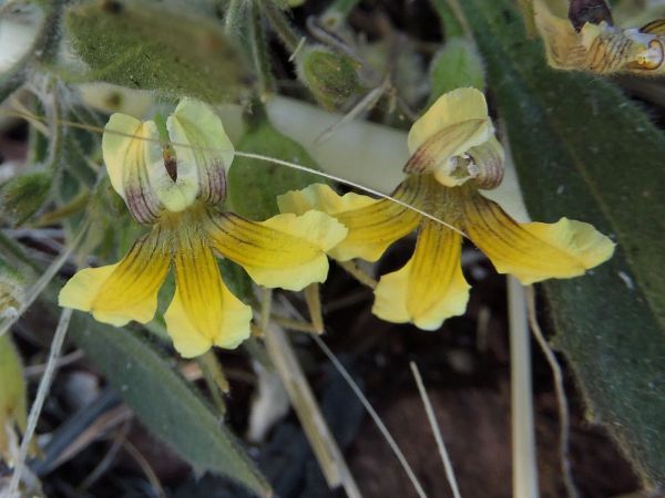 Goodenia pilosa
Trefwoorden: Plant;Goodeniaceae;Bloem;geel