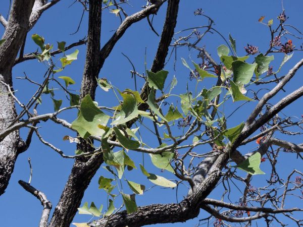 Erythrina vespertilio
Bat's Wing Coral Tree (Eng)
Trefwoorden: Plant;Boom;Fabaceae