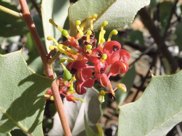 Grevillea wickhamii
Holly Grevillea (Eng)
Trefwoorden: Plant;Proteaceae;Bloem;geel;rood