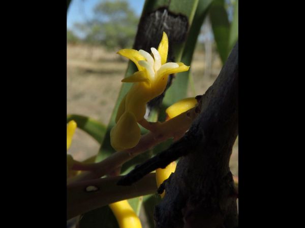 Persoonia falcata
Wild Pear (Eng)
Trefwoorden: Plant;Boom;Proteaceae;Bloem;geel