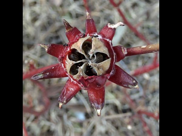 Hibiscus sabdariffa
Roselle (Eng) - capsules
Trefwoorden: Plant;Malvaceae;vrucht