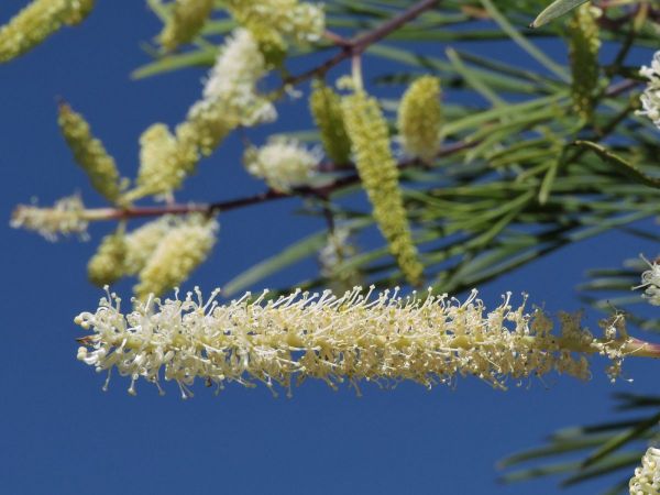 Grevillea; G. pyramidalis
Caustic Bush (Eng)
Trefwoorden: Plant;Proteaceae;Bloem;wit