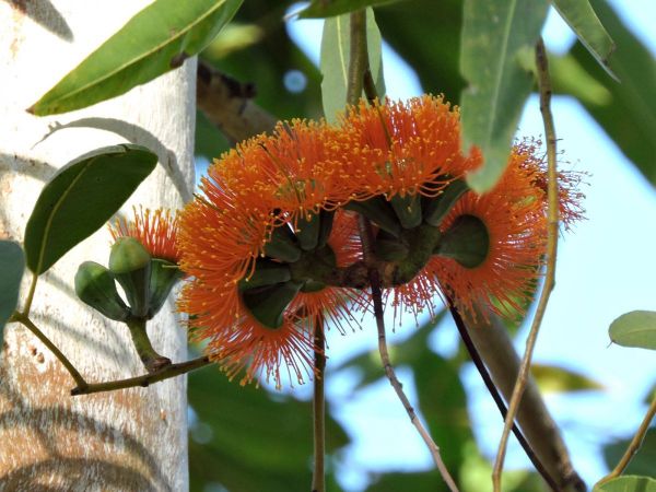 Eucalyptus phoenicea
Scarlet Gum, Gnaingar (Eng)
Trefwoorden: Plant;Boom;Myrtaceae;Bloem;oranje