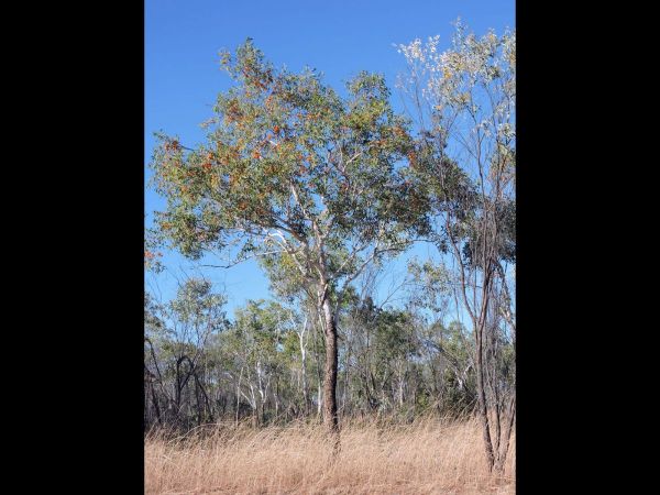 Eucalyptus phoenicea
Scarlet Gum, Gnaingar (Eng)
Trefwoorden: Plant;Boom;Myrtacea;Bloem;oranje