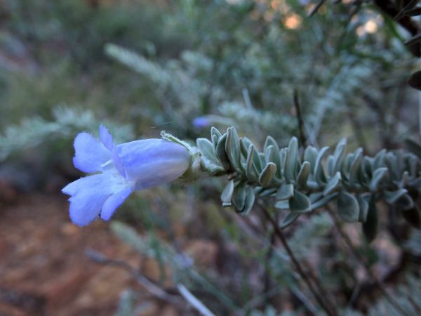 Eremophila; E. jucunda pulcherrima
Emu Bush (Eng)
Trefwoorden: Plant;Scrophulariaceae;Bloem;blauw