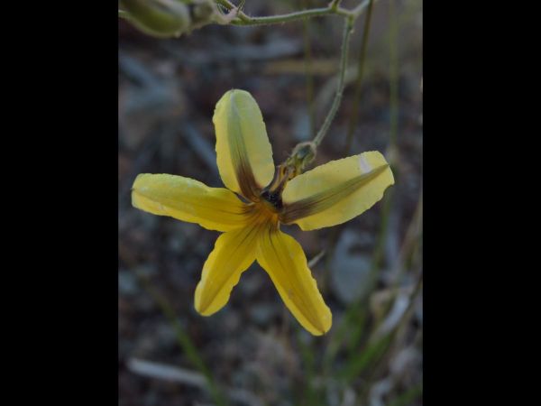 Goodenia tenuiloba
Trefwoorden: Plant;Goodeniaceae;Bloem;geel