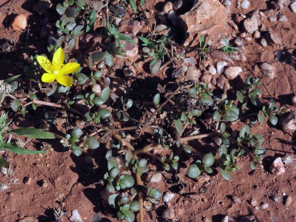 Portulaca cyclophylla
Pigweed (Eng)
Trefwoorden: Plant;Portulacaceae;Bloem;geel
