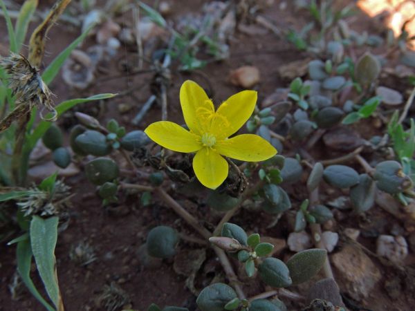 Portulaca cyclophylla
Pigweed (Eng)
Trefwoorden: Plant;Portulacaceae;Bloem;geel