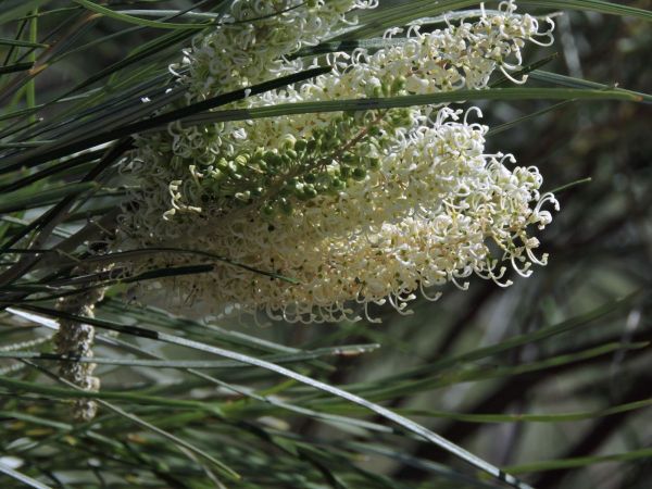 Grevillea stenobotrya
Rattle-pod Grevillea, Sandhill Grevillea (Eng)
Trefwoorden: Plant;Proteaceae;Bloem;wit