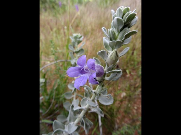 Eremophila hygrophana
Emu Bush, Blue Bells (Eng)
Trefwoorden: Plant;Scrophulariaceae;Bloem;violet;blauw