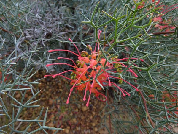 Grevillea dielsiana
Diels Grevillea (Eng)
Trefwoorden: Plant;Proteaceae;Bloem;rood