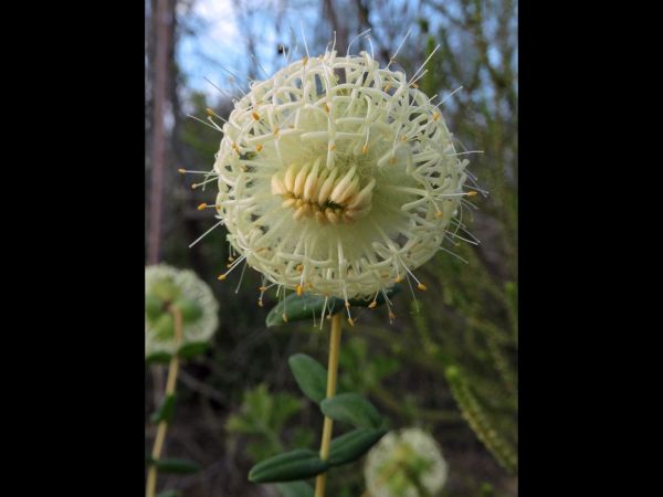 Pimelea sessilis
Trefwoorden: Plant;Thymelaeaceae;Bloem;wit