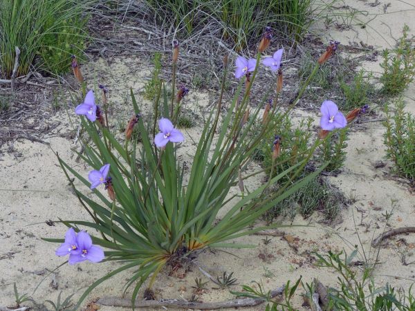 Patersonia occidentalis
Long Purple Flag (Eng)
Trefwoorden: Plant;Iridaceae;Bloem;blauw;violet