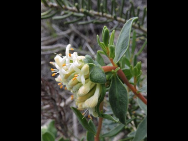 Pimelea; P. gilgiana
Trefwoorden: Plant;struik;Thymelaeaceae;Bloem;wit