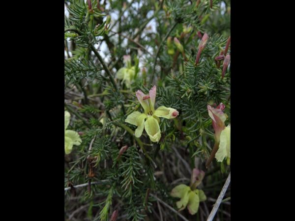 Lechenaultia linarioides
Yellow Lechenaultia (Eng)
Trefwoorden: Plant;Goodeniaceae;Bloem;geel;roze