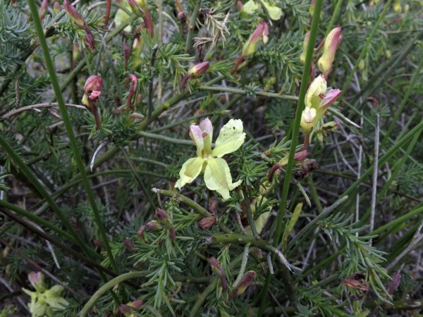 Lechenaultia linarioides
Yellow Lechenaultia (Eng)
Trefwoorden: Plant;Goodeniaceae;Bloem;geel;roze