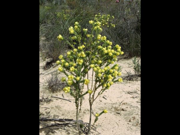Geleznowia verrucosa
Yellow Bells (Eng)
Trefwoorden: Plant;Rutaceae;Bloem;geel