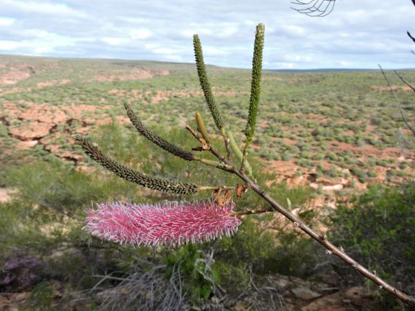 Grevillea petrophiloides
Pink Poker (Eng)
Trefwoorden: Plant;Proteaceae;Bloem;roze
