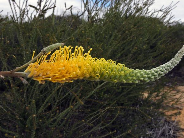Grevillea eriostachya
Yellow Flame Grevillea (Eng)
Trefwoorden: Plant;Proteaceae;Bloem;geel;groen
