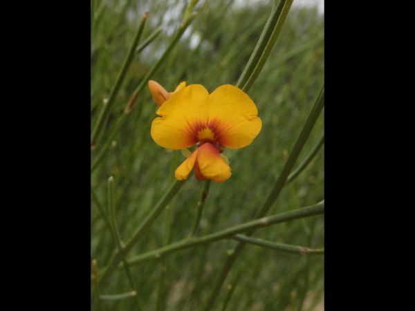Jacksonia cupulifera
Trefwoorden: Plant;Fabaceae;Bloem;geel;oranje