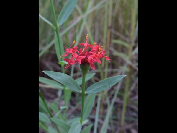 Thecanthes punicea
Trefwoorden: Plant;Thymelaeaceae;Bloem;rood