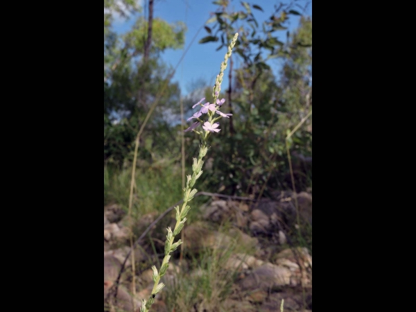 Buchnera linearis
Blackrod (Eng)
Trefwoorden: Plant;Orobanchaceae;Bloem;lila