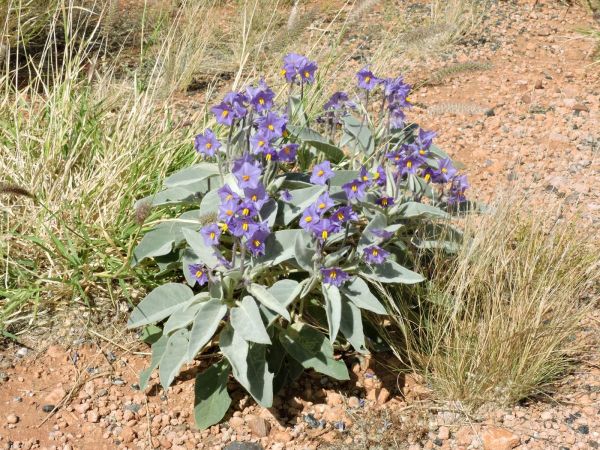 Solanum quadriloculatum
Wild Tomato, Bush Tomato (Eng)
Trefwoorden: Plant;Solanaceae;Bloem;blauw;violet