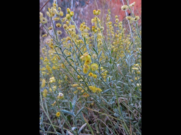 Rodanthe citrina
Trefwoorden: Plant;Asteraceae;Bloem;geel