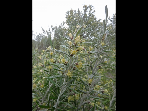 Olearia axillaris
Coast Daisy-bush (Eng)
Trefwoorden: Plant;Asteraceae;Bloem;geel
