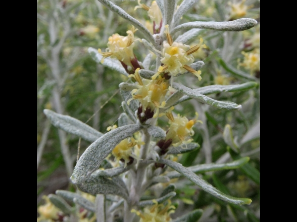 Olearia axillaris
Coast Daisy-bush (Eng)
Trefwoorden: Plant;Asteraceae;Bloem;geel