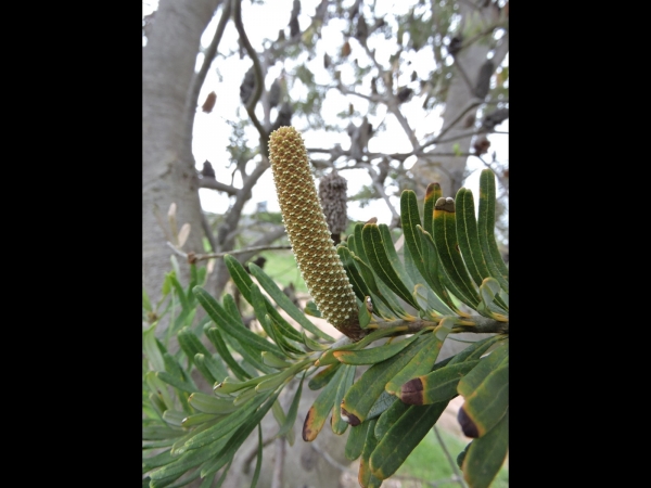 Banksia marginata
Silver Banksia (Eng) 
Keywords: Plant;Boom;Proteaceae;Bloem;geel;bruin