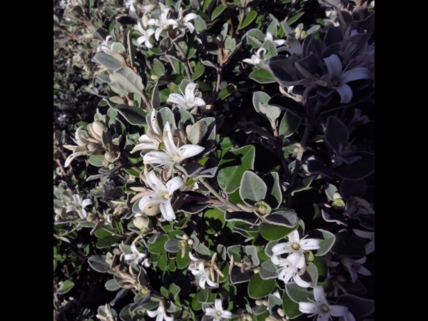 Correa alba
White Correa (Eng)
Trefwoorden: Plant;Rutaceae;Bloem;wit