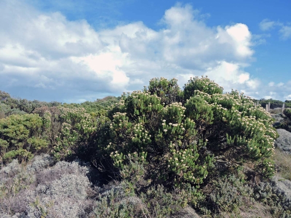 Ozothamnus turbinatus
Coast Everlasting (Eng)
Trefwoorden: Plant;struik;Asteraceae;Bloem;wit