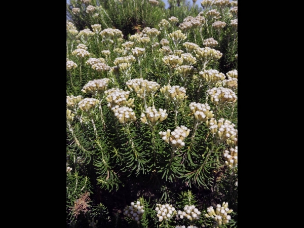 Ozothamnus turbinatus
Coast Everlasting (Eng)
Trefwoorden: Plant;struik;Asteraceae;Bloem;wit