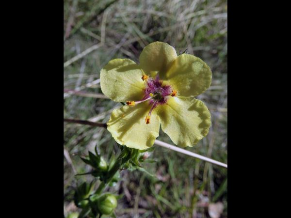 Verbascum virgatum
Twiggy Mullein (Eng)
Trefwoorden: Plant;Scrophulariaceae;Bloem;geel
