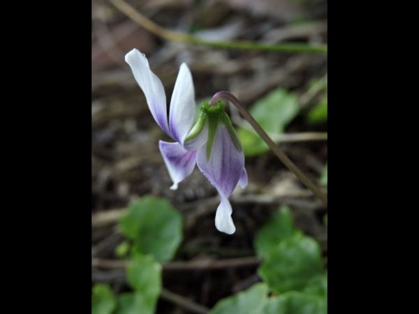 Viola hederacea
Ivy-leaved Violet (Eng)
Trefwoorden: Plant;Violaceae;Bloem;purper;violet;wit