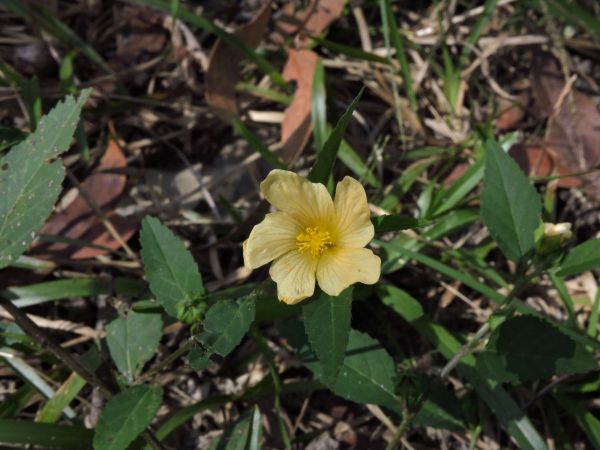 Sida rhombifolia
Common Sida (Eng)
Trefwoorden: Plant;Malvaceae;Bloem;geel