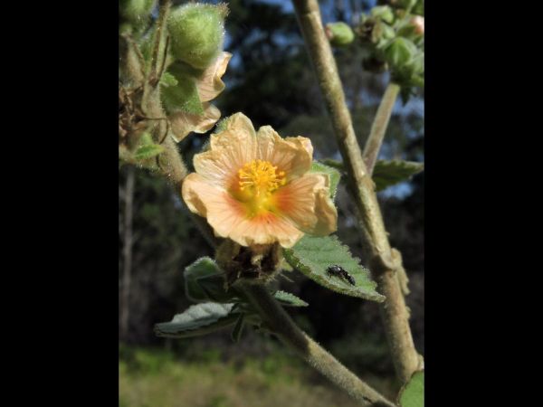 Sida cordifolia
Flannel Weed (Eng)
Trefwoorden: Plant;Malvaceae;Bloem;geel;oranje