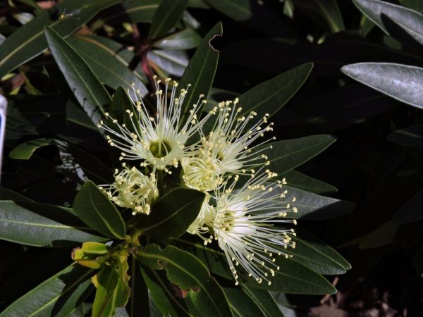 Xanthostemon verticillatus
Little Penda (Eng)
Trefwoorden: Plant;Myrtaceae;Bloem;wit