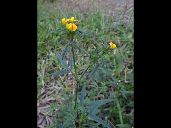 Stylosanthes; S. hamata
Caribbean Stylo, Pencil Flower (Eng)
Keywords: Plant;Fabaceae;Bloem;geel