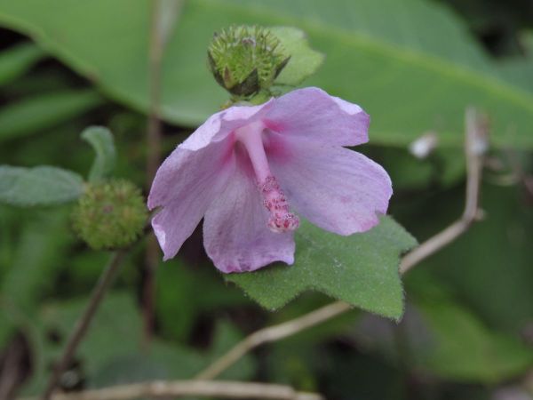 Urena lobata
Caesarweed (Eng)
Trefwoorden: Plant;Malvaceae;Bloem;roze