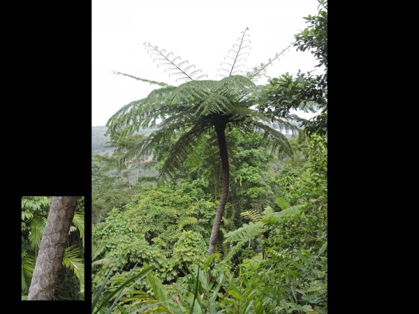 Cyathea cooperi
Australian Tree Fern (Eng) Australische Boomvaren (Ned)
Trefwoorden: Plant;Boom;Cyatheaceae