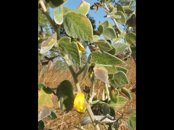 Cajanus scarabaeoides
Showy Pigeon Pea (Eng)
Trefwoorden: Plant;struik;Fabaceae;Bloem;geel